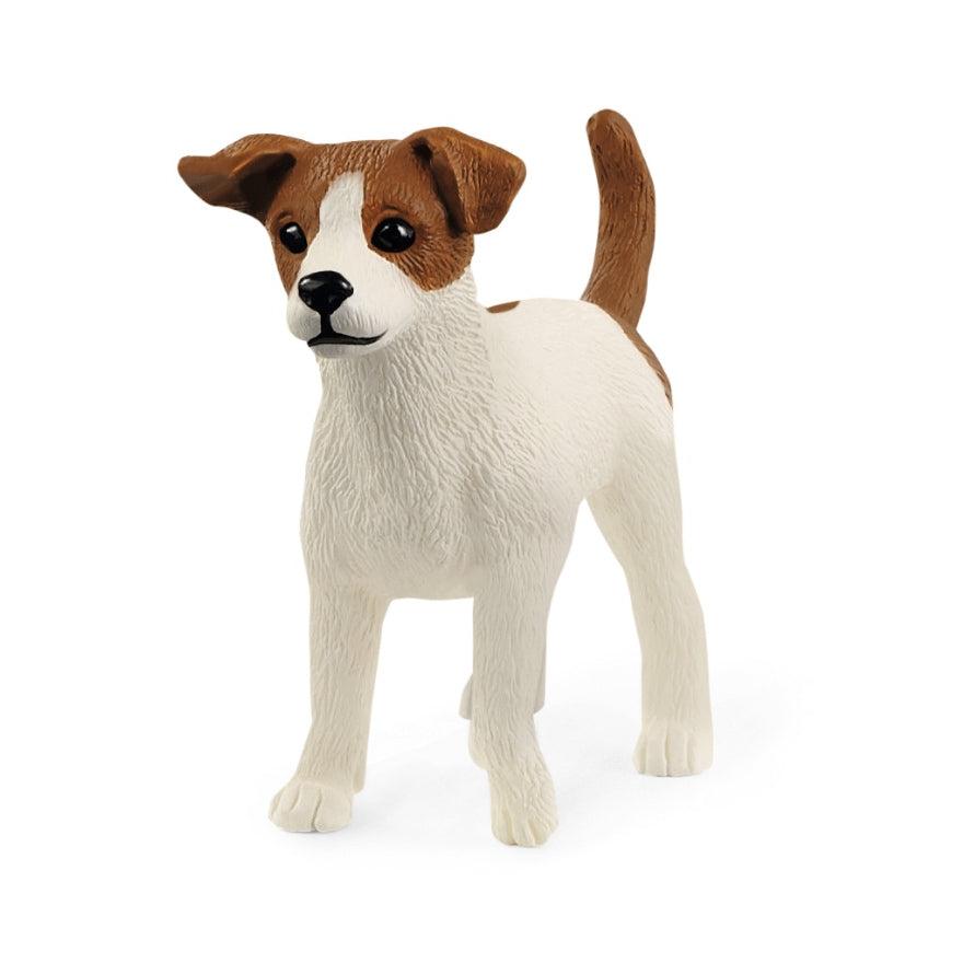 Jack Russell Terrier