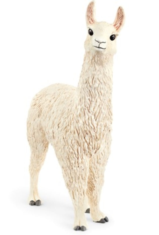 Lama