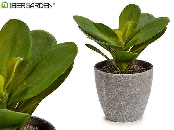 Vaso C/Planta Folha Redonda