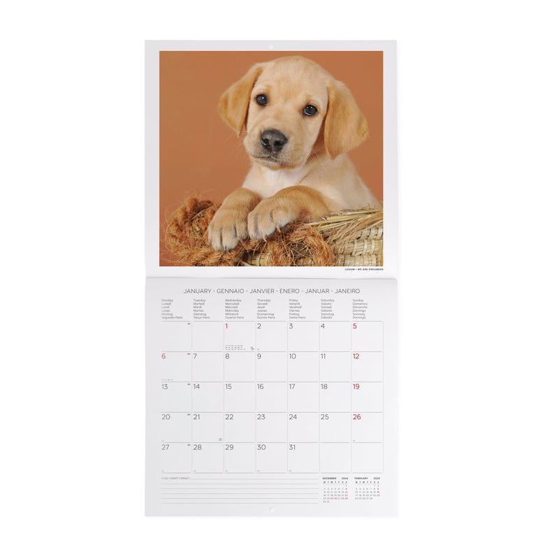 Calendário 2025 30X29 - Puppies