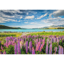 Puzzle 1500 Peça Hqc Lupins At Lake Tekapo