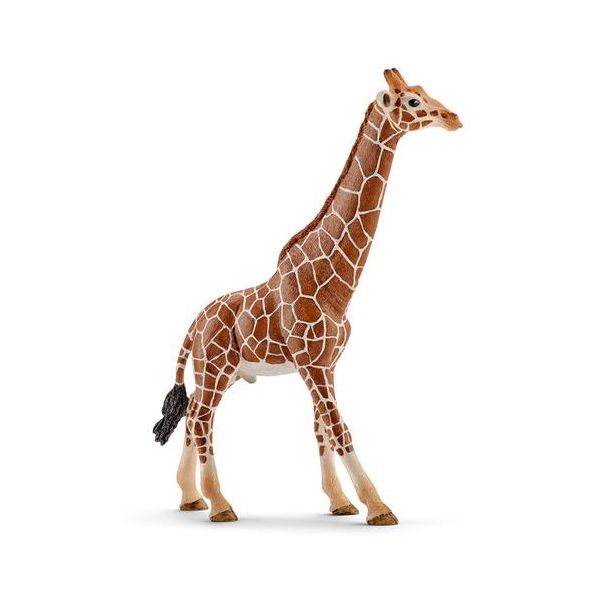 Girafa Macho